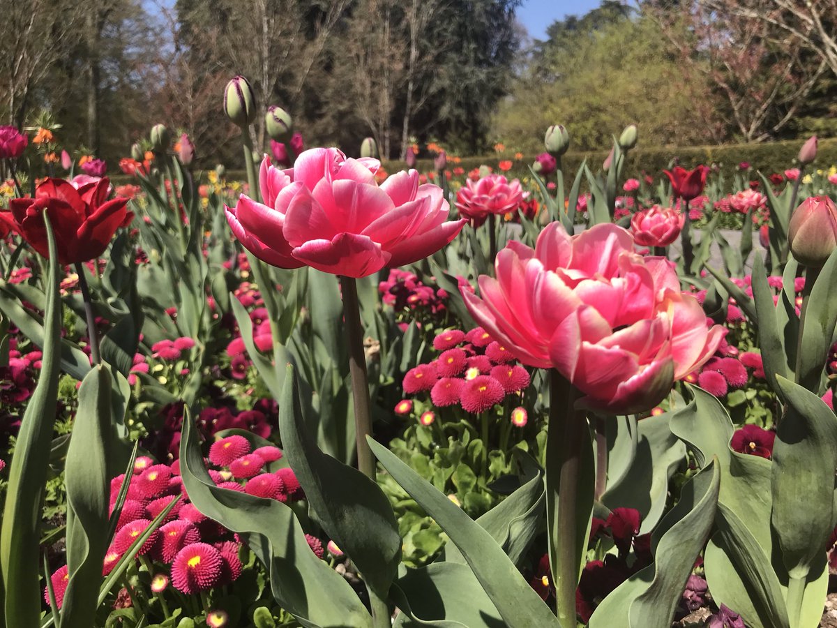 Today’s #TuesdayTreasure are these beautiful pink tulips 😍🌷🌷🌷