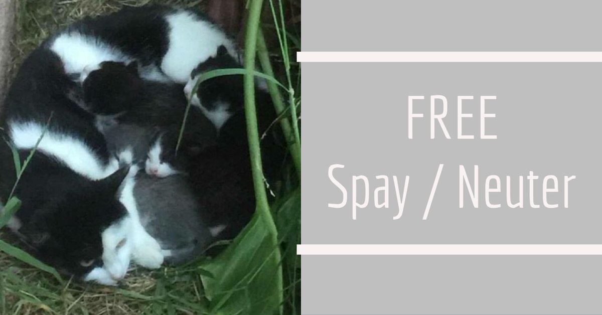 PeterZippi_Fund's tweet photo. #FREE #Spay #Neuter for cats of low income residents in #LosAngelesCounty, April 30th. Reservations Required. Learn more: https://t.co/wUcQxr3icE ๐บ #kittenseason #spayistheway #neuteriscuter #NKLA #SaveThemAll #supportyourcommunity #cats #Wecanfixthis https://t.co/8n3IyJMjlg