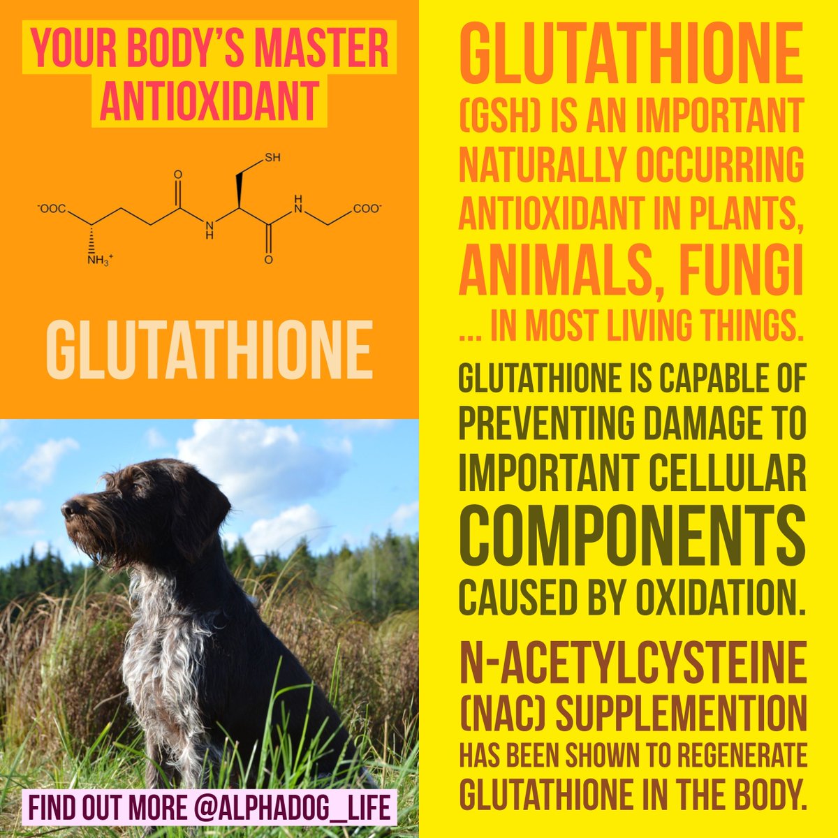 AlphaDog_Life's tweet photo. Glutathione (GSH) is an important naturally occurring antioxidant in plants, animals, fungi - in most living things. N-acetylcysteine  (NAC) - which we use in our flagship product ON! - is capable of helping to regenerate glutathione levels to help reduce oxidative stress. https://t.co/IvIywXIhKL