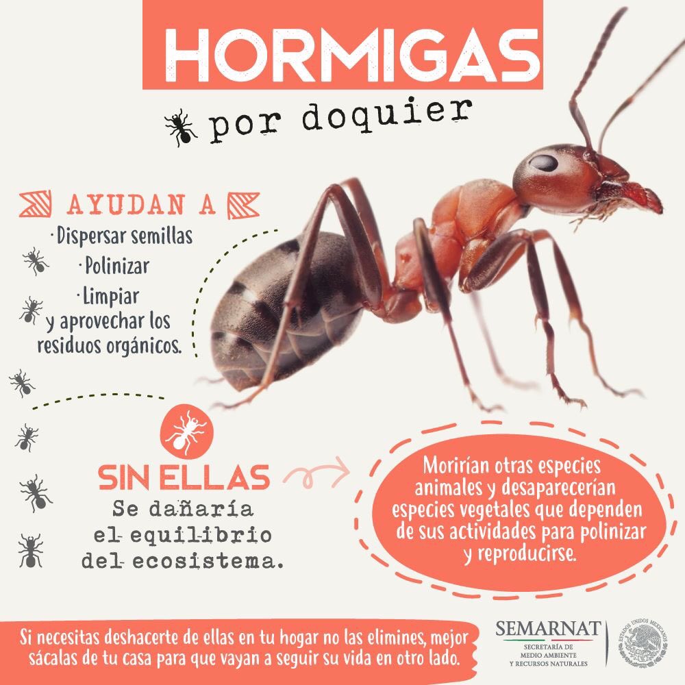 3errresmx's tweet photo. La importancia de las hormigas; quedemos de ellas. #Martes de #Biodiversidad https://t.co/6rf8BWpa3w