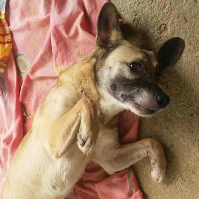 gacusb's tweet photo. Holaaa! Soy Marquesa 💕 Mis humanos de #GACUSB me dijeron que si me ponía de pancita los enamoraría a todos por acá! ¿Funcionó? 👀
La verdad es que necesito su ayuda. He escuchado a mis humanos decir que cada día mi comida está más costosa y que a vec… https://t.co/zmksnIPSBx https://t.co/H87zYXJnFl