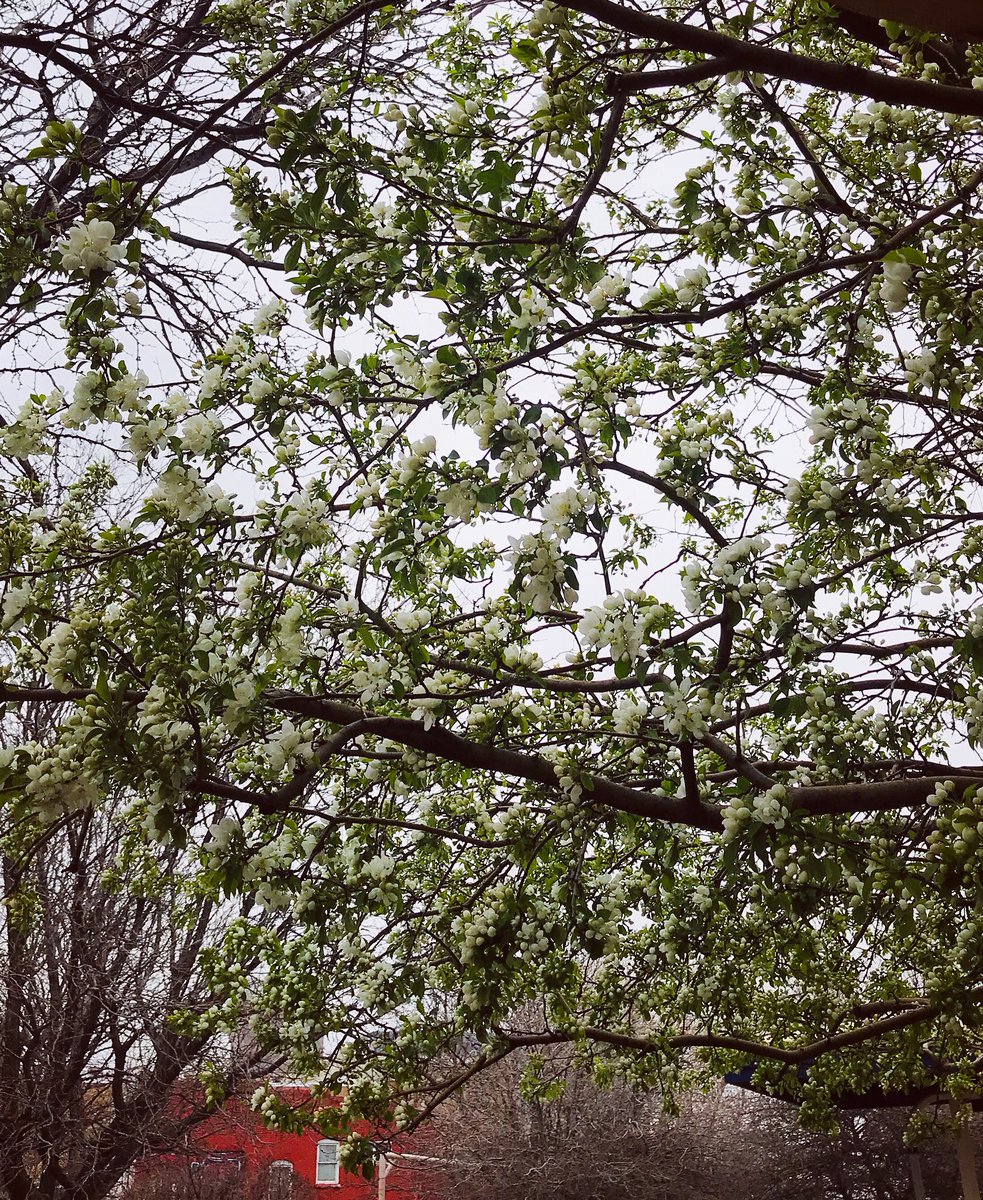 VHimalibhatt's tweet photo. Spring is finally here !! https://t.co/ssccblfU2H