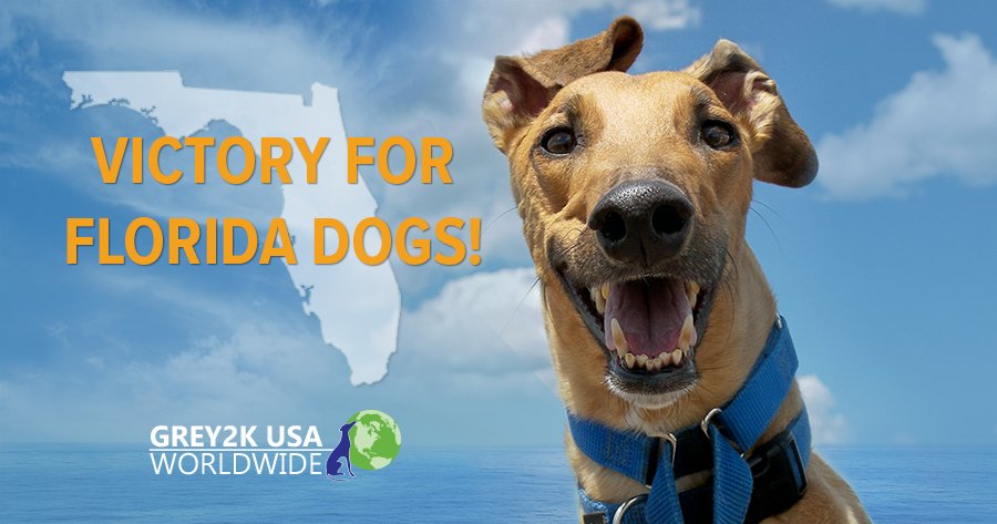 GREY2KUSA's tweet photo. VICTORY FOR FLORIDA DOGS — Greyhound racing may soon end in the Sunshine State! https://t.co/7Cn5F9ORFp #EndGreyhoundRacing @FloridaCRC @Fla_Pol @TomLeeFL @BrechtHeuchan @AGPamBondi @_thurlow https://t.co/YDnDLL4Gie