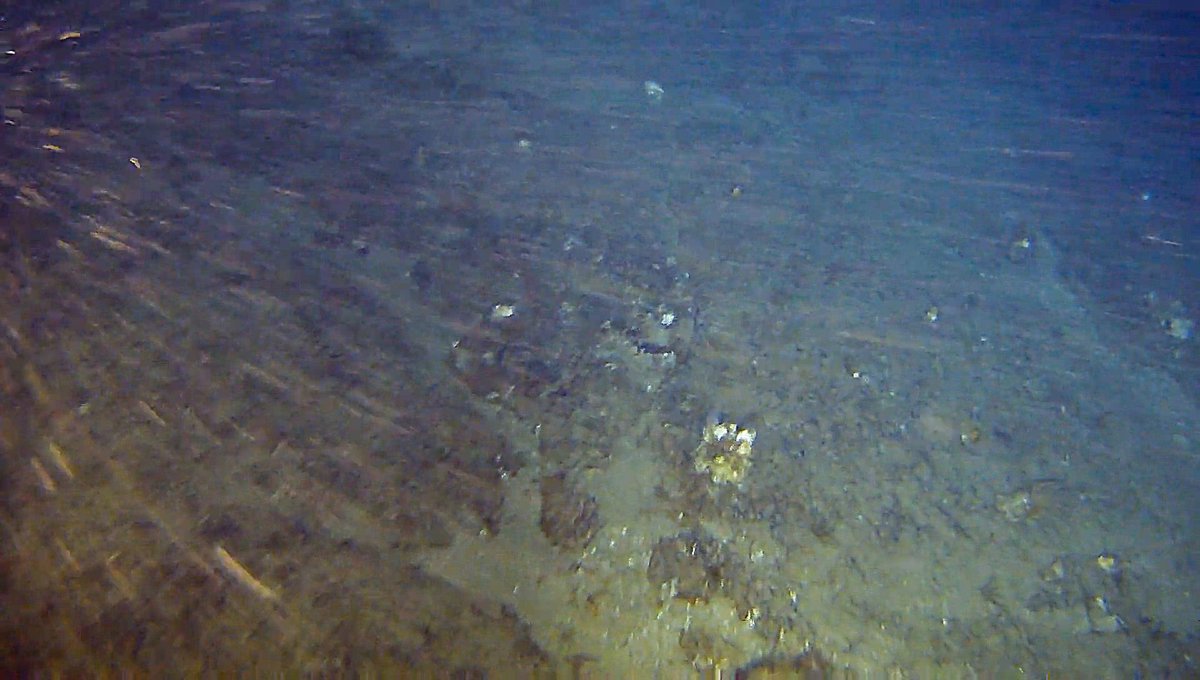 nilodavila's tweet photo. @Total, we have news for you! We have found Amazon Reef in one of your oil drilling blocks! Sorry, not sorry. #AmazonReefSecret https://t.co/Ni2zMQrSjv https://t.co/u2vSwuYYsW