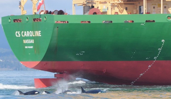 TheNewOcean's tweet photo. The foundation of #Canada's #OceanProtectionplan is the evolving concept of #EnvironmentalNavigation where we seek to minize the culmative #oceanographic effects impacts of #shipping.
https://t.co/uQ1P0Y9DMw https://t.co/aoEIYegjxa