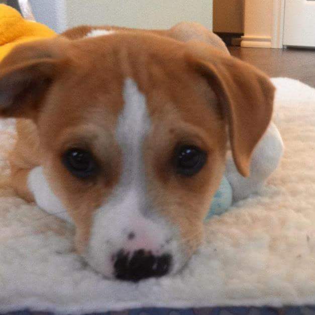 MichaelAKnight's tweet photo. @JeffAllenUT THE cutest puppy ever. https://t.co/3eBmiR0JxU