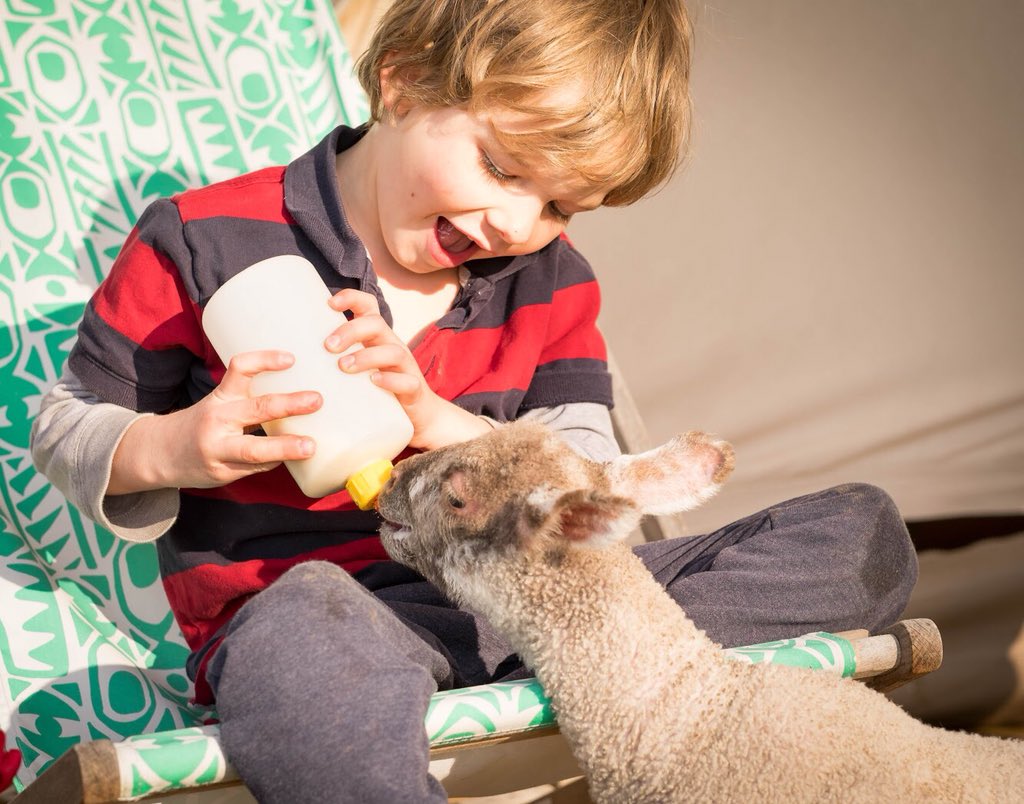 glampingorchard's tweet photo. Such a lovely time of year. Looking forward to glorious weather coming tomorrow 😎 #SpringtimeOnTheFarm #lambs #glamping https://t.co/hINezRTyba