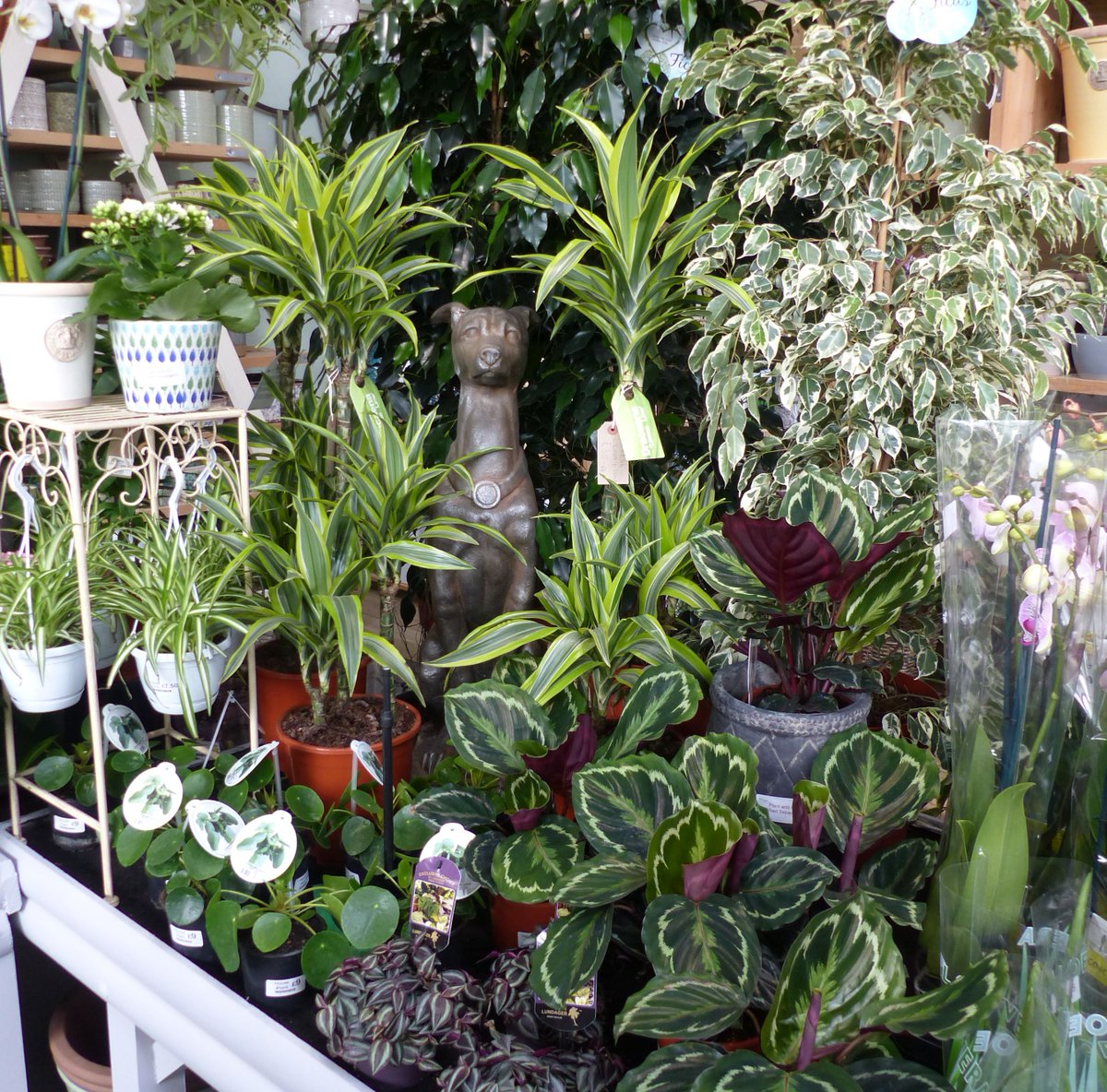 PPGCBath's tweet photo. Our House Plant display is looking amazing - loads of lovely new varieties including the 'on trend' Chinese money plant, Pilea peperomioides. @BathEcho https://t.co/DVhlIno8Ra