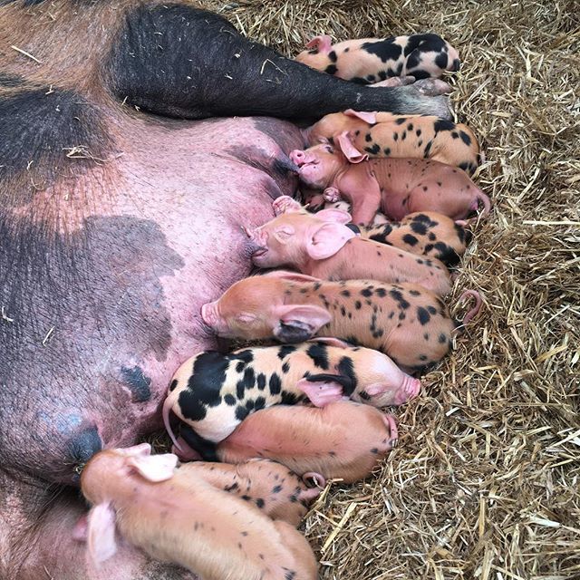 Woodsidearran's tweet photo. Cuteness update @woodsidearran #isleofarran #arran #scotland #homestead #pigs #pigglets #cute https://t.co/i7LABqyWdP https://t.co/q4dDQtZ3NF