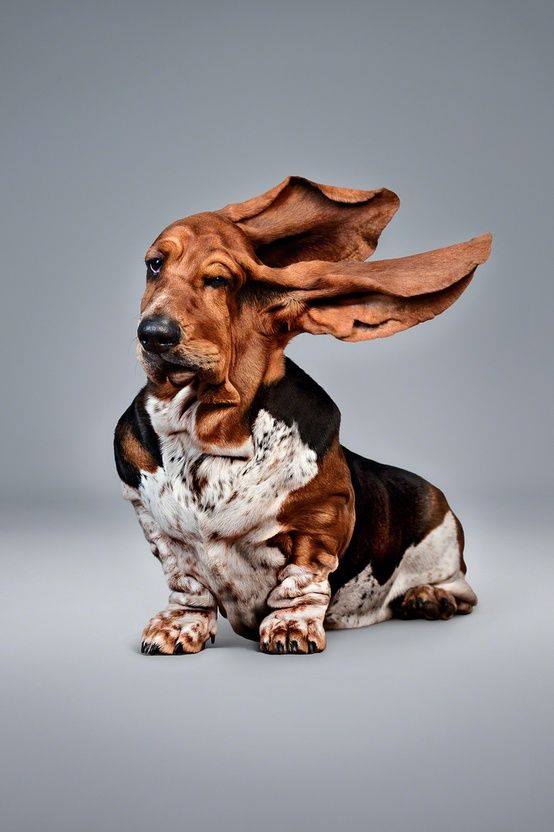 HSPPR's tweet image. Whew! It's windy out there today. Make sure to hold those Chihuahuas tight and check your fences before letting your dogs out! #KeepEmSafe