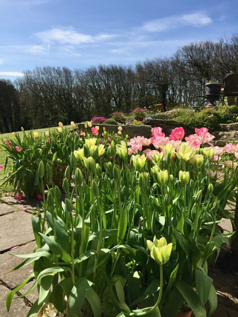 GlamorganNGS's tweet photo. This is it Peeps! The first @GlamorganNGS garden is opening this weekend and if you've never been to Slade CF32 0RP, you have missed a real treat. Not only glorious gardens &amp; beautiful views but home-made as too! @MacmillanCymru @ianWCM @WhatsOn_CF @mariecurieuk https://t.co/uTpb7LDULp