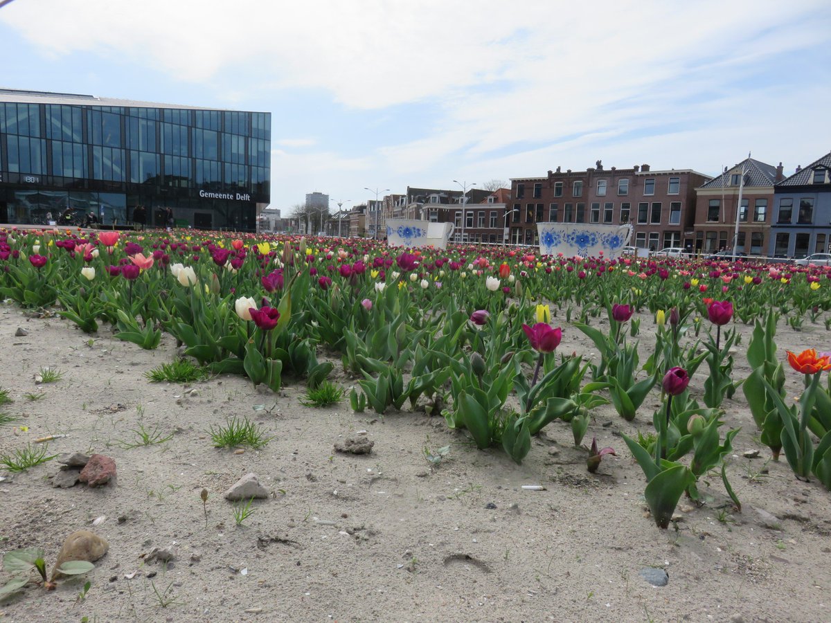 De tulpen bij het gemeentekantoor #delft dragen bij aan wilde bijen  #NederlandZoemt #Delftbloeit