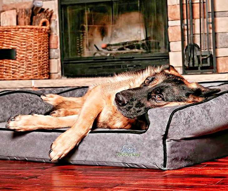 BaileyGreatPyr's tweet photo. https://t.co/0qx8KJryZN
BEST ORTHOPEDIC BED FOR DOGS- #1 WITH VETERINARIANS
https://t.co/kv7P7WmVsQ
#dogs #dog #breed #puppy #puppies #Puppieson7 #lovelypuppies #paws #CutestPet #cuteanimals #AnimalsRights #AnimalKingdom #cutestdogintheworld #animali #sweet #ilovemydog https://t.co/ymPWpfYtvc