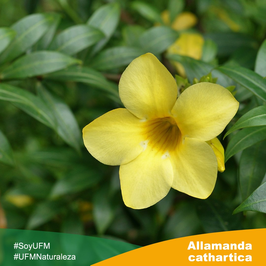 Allamanda cathartica | Es usada extensamente de manera ornamental en toda Guatemala. | goo.gl/JqPMMp | #UFM #ArboretumUFM