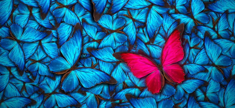 Бабочка обложка. Много бабочек. Голубая бабочка. Синяя бабочка. Много синих бабочек.