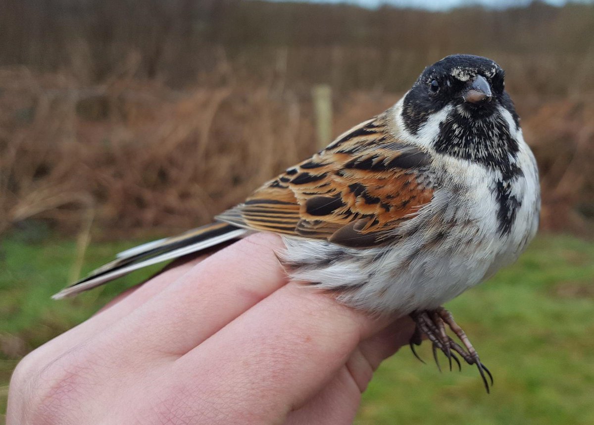 OwainGabb's tweet photo. #Oxwich #birdringing early April summary. See: https://t.co/wBpGlFbq0a https://t.co/zhEtVcq2SC