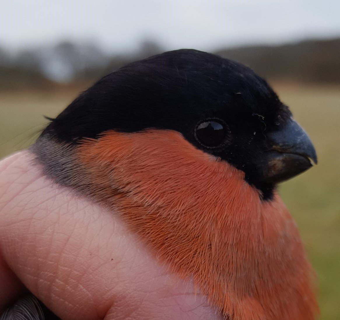 OwainGabb's tweet photo. #Oxwich #birdringing early April summary. See: https://t.co/wBpGlFbq0a https://t.co/zhEtVcq2SC