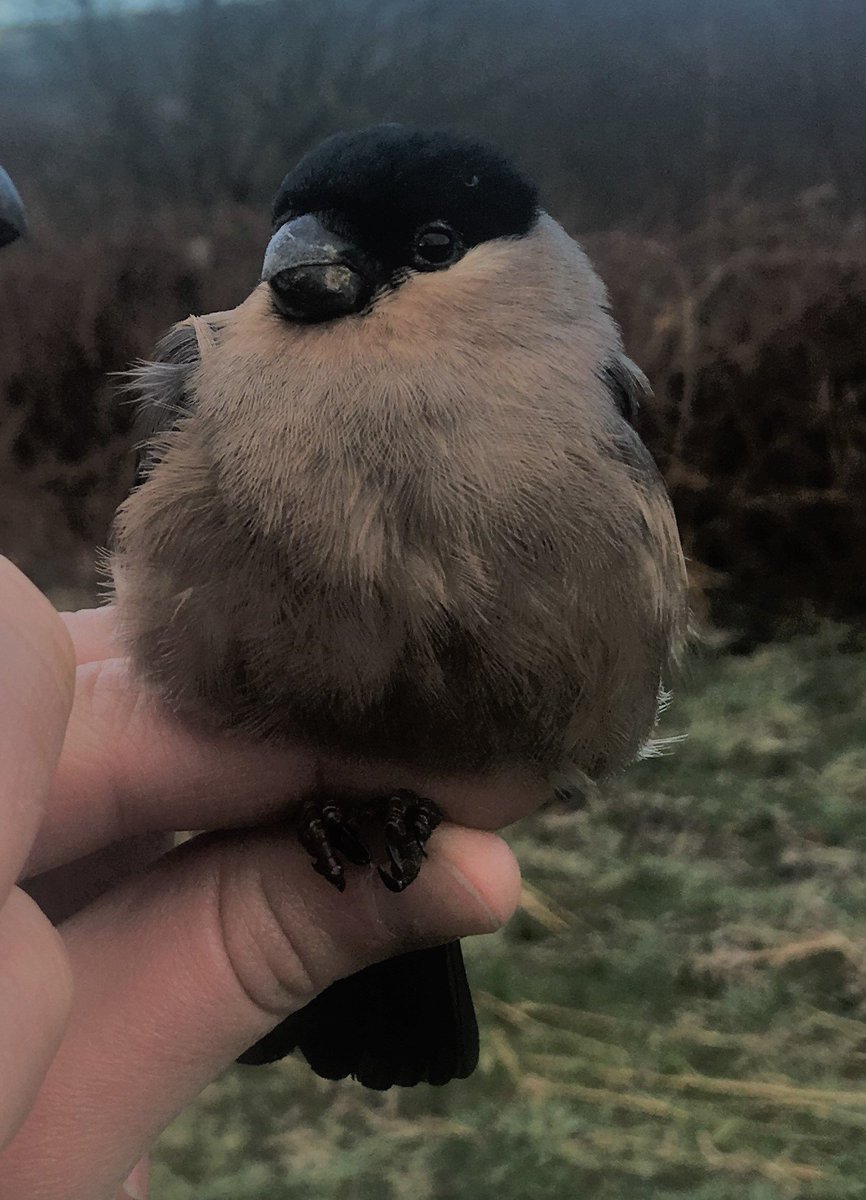 OwainGabb's tweet photo. #Oxwich #birdringing early April summary. See: https://t.co/wBpGlFbq0a https://t.co/zhEtVcq2SC
