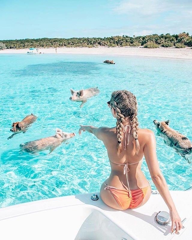 PigsofParadise's tweet photo. Having to pick your swimming buddy is always hard  Just ask 📷: @trangtay1603 🐷💦🌴📚 swimmingpigs #pigsofparadise #outnow #exumadream #exuma #pigbeach #bigmajorcay #pigs #theswimmingpigs #bahamas #pigsofparadisethebook #itsbetterinthebahamas #itsbetterinexuma #photography #… https://t.co/jtCRaO2sBM
