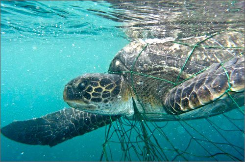 approject_13's tweet photo. RT if illegal nets are illegal in your heart #illegalnets #savethesea #save #turtles #endangeredspecies #pleasehelp https://t.co/JhlkwUOJSx
