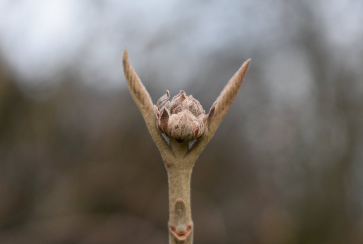 infrarotfuchs's tweet image. Rock on 🤘
#nature #photography #macrophotography