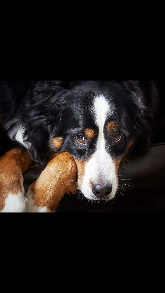 BarbM201's tweet photo. 2018 #Bernese Friends Worldwide Walk May 12th &amp; 13th Find/create a walk #BerneseMountainDog https://t.co/FeqXTJN24Q https://t.co/Oo7EDj3YrI