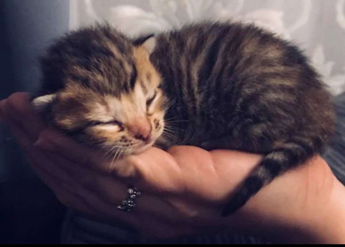 pandaamanda35's tweet photo. My beautiful cat, Oreo, gave birth to a litter of 6 gorgeous kittens 7 days ago.  So in love with them ❤️ #kittensoftwitter #kittens #catsofinstagram #cats #love https://t.co/QS9thjwqiq