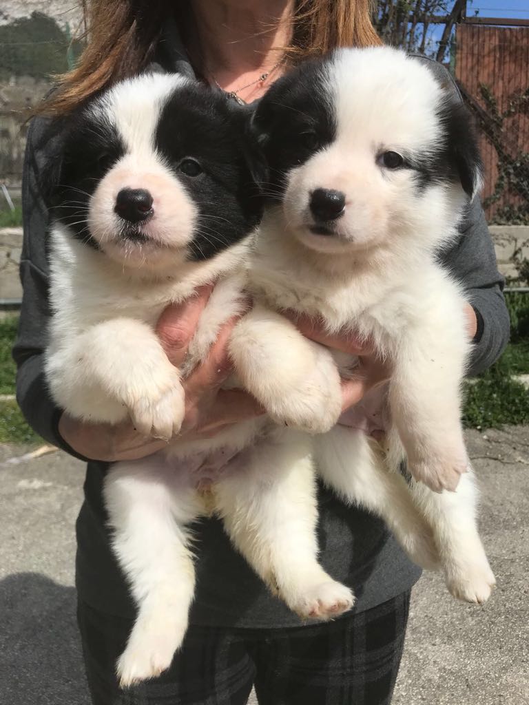 metaanto's tweet photo. 4 cucciole stupende cercano URGENTEMENTE casa e amore; si trovano in Abbruzzo .
contattare Alessandra
347 2303359
Visite preaffido. https://t.co/JwcbrOSy8D
