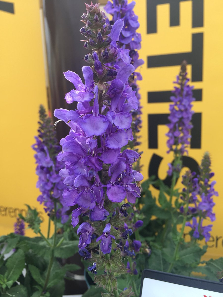 BallHort's tweet photo. #purple #colorcollage #CASpringTrials #CAST2018 @BushelandBerry #DarwinPerennials @WavePetunias @PanAmSeed https://t.co/Ma4RP7AC2t