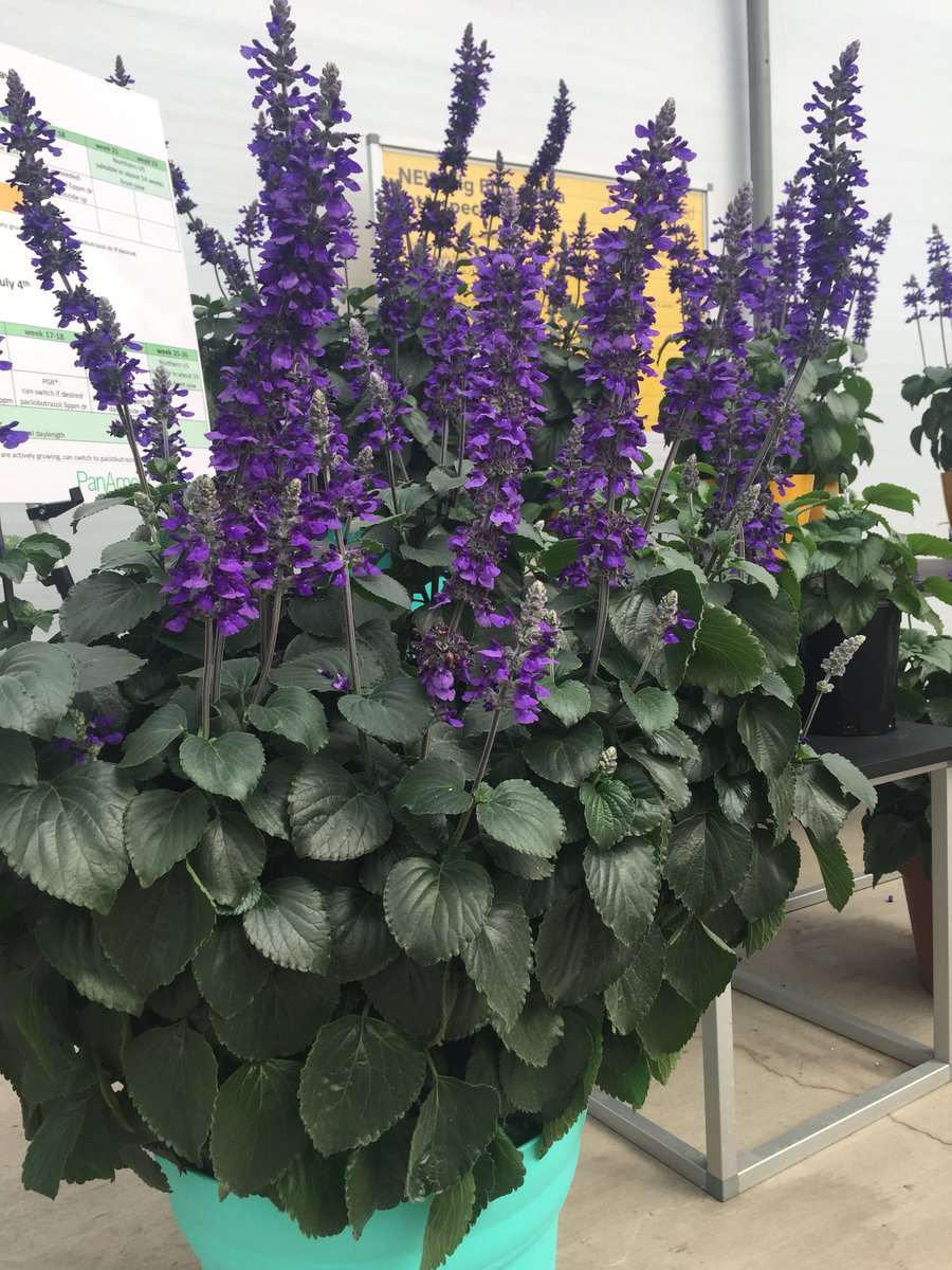 BallHort's tweet photo. #purple #colorcollage #CASpringTrials #CAST2018 @BushelandBerry #DarwinPerennials @WavePetunias @PanAmSeed https://t.co/Ma4RP7AC2t
