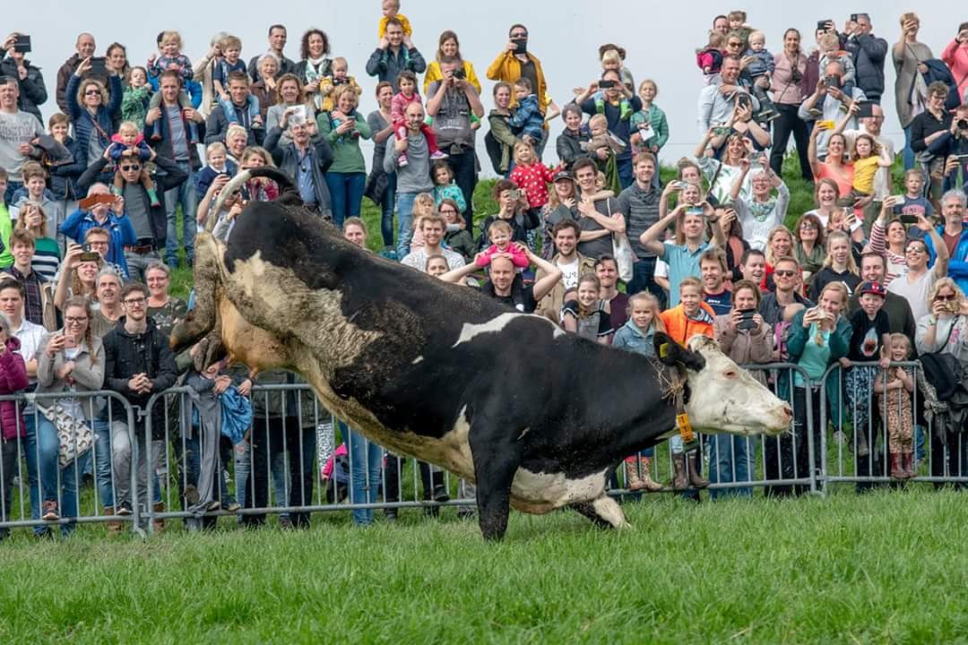 En de winnaar is Danny de Jong, met deze geweldige foto! Van onze enige zwart witte koe die als eerst de wei in rende. #koeiendans