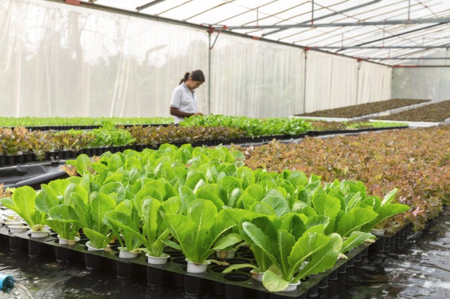 PLlight's tweet photo. Did you know? Controlled environment agriculture raised over $10 billion in 2017, representing nearly a 30% increase over 2016. #agriculture #greenhouse #pllight https://t.co/in0d6uiKwY https://t.co/T4X8QYHIMh