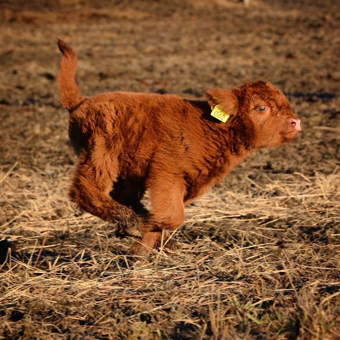 Highland_Cows's tweet photo. Going into summer like https://t.co/XZJJXM80GA