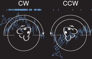 Visual motion processing in V1 L6 includes the context of the animals head movement. Margrie group cell.com/neuron/fulltex…