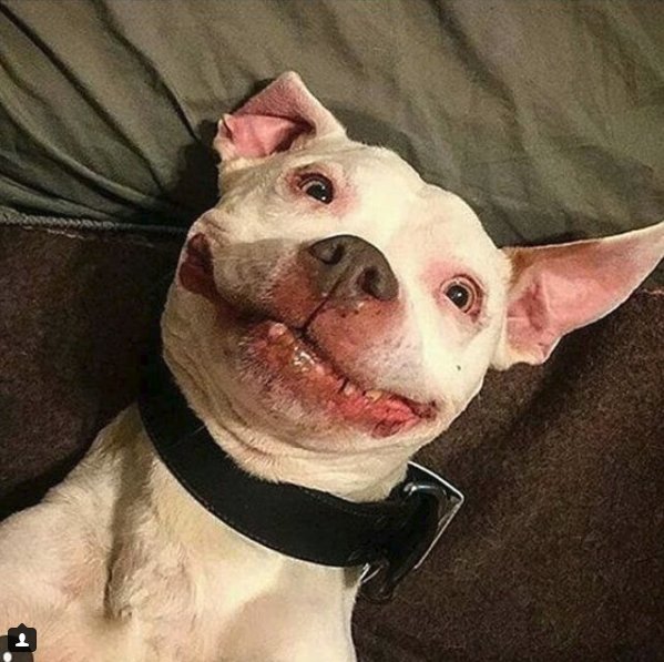 PitLoveOfficial's tweet photo. Smile a little bit...
😃😄

@perrosgame #pitbullsaresafe #PITBULLS https://t.co/SbgHxGvEON