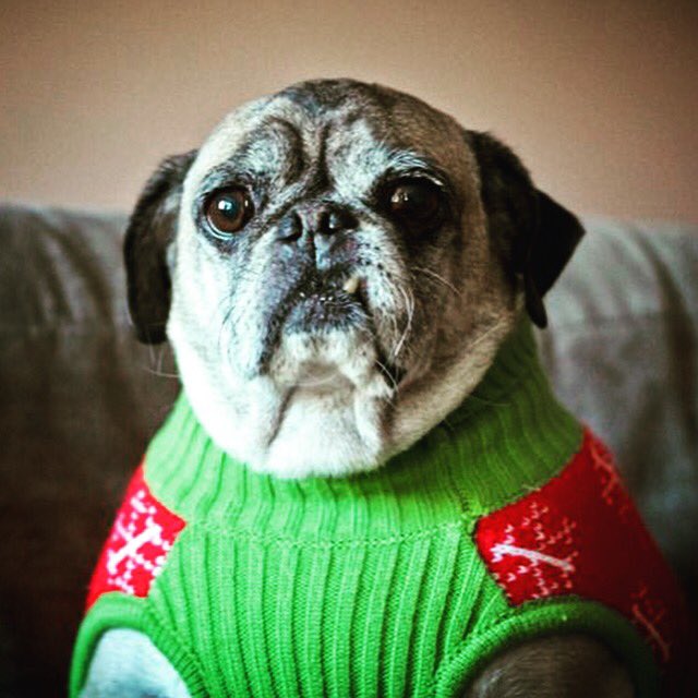 SnaggleMovie's tweet photo. Is it spring yet? Woof.
Why am I so cold? At least 
it’s #SnaggleTuesday!

#NationalHaikuPoetryDay #dogsoftwitter https://t.co/WK58ZnziGq