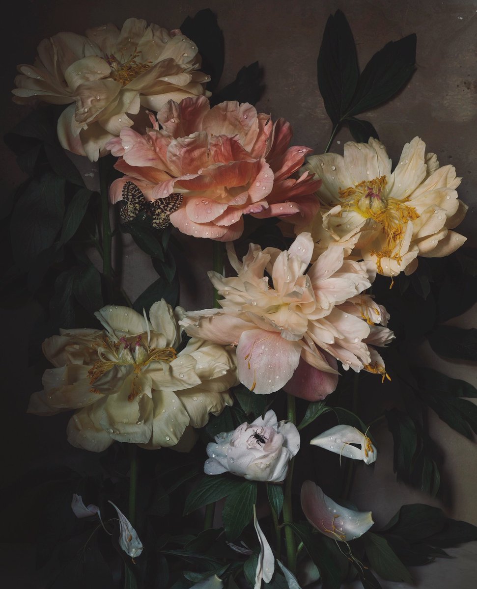 Jamie__Beck's tweet photo. Spring still life with peonies... 🌸#myprovenceeverydayobjects https://t.co/4qYBLN7doH