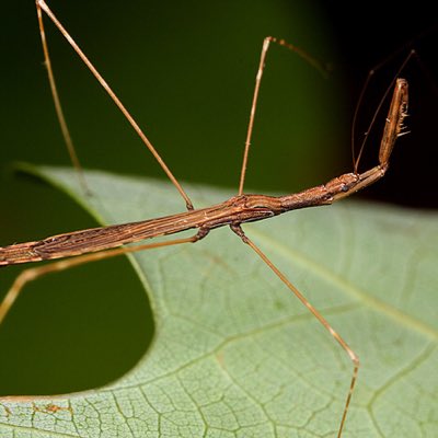 JamesG_Williams's tweet photo. #NewProfilePic it's a stick bug lol https://t.co/WPZlr9coX1