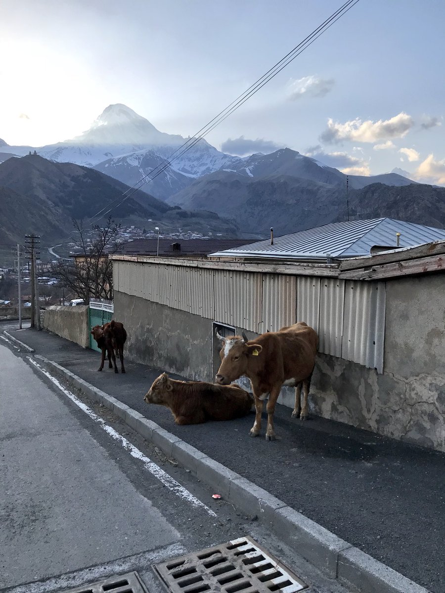 DailyCow's tweet photo. Cows with a view, but not very interested:) #kasbegi #georgia https://t.co/qBCv2RCb1N