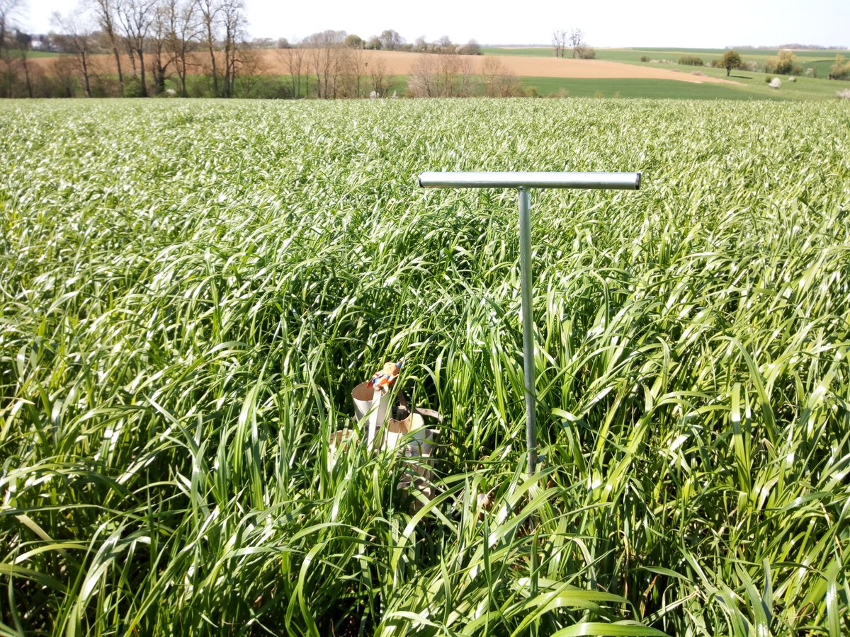 MUCHEMBLEDcharl's tweet photo. #Thieraches, 02. Le ray-grass consomme de l'#azote jusqu'au jour de la #fauche, dans quelques jours #semisdemaïs. #fertilisation #indexN https://t.co/yWaq8uc28C