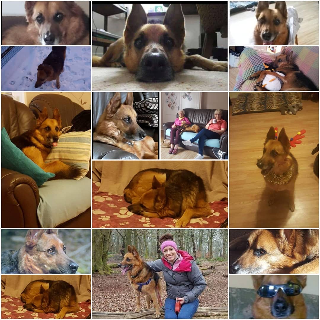 lpalmer85's tweet photo. Yesterday we said goodbye to the best dog ever as he went over the rainbow bridge. 11 wonderful years together and at the grand old age of 15 although no matter how many years it still wasn't long enough!  Sleep tight Jazz xx https://t.co/MjfbRA18ji
