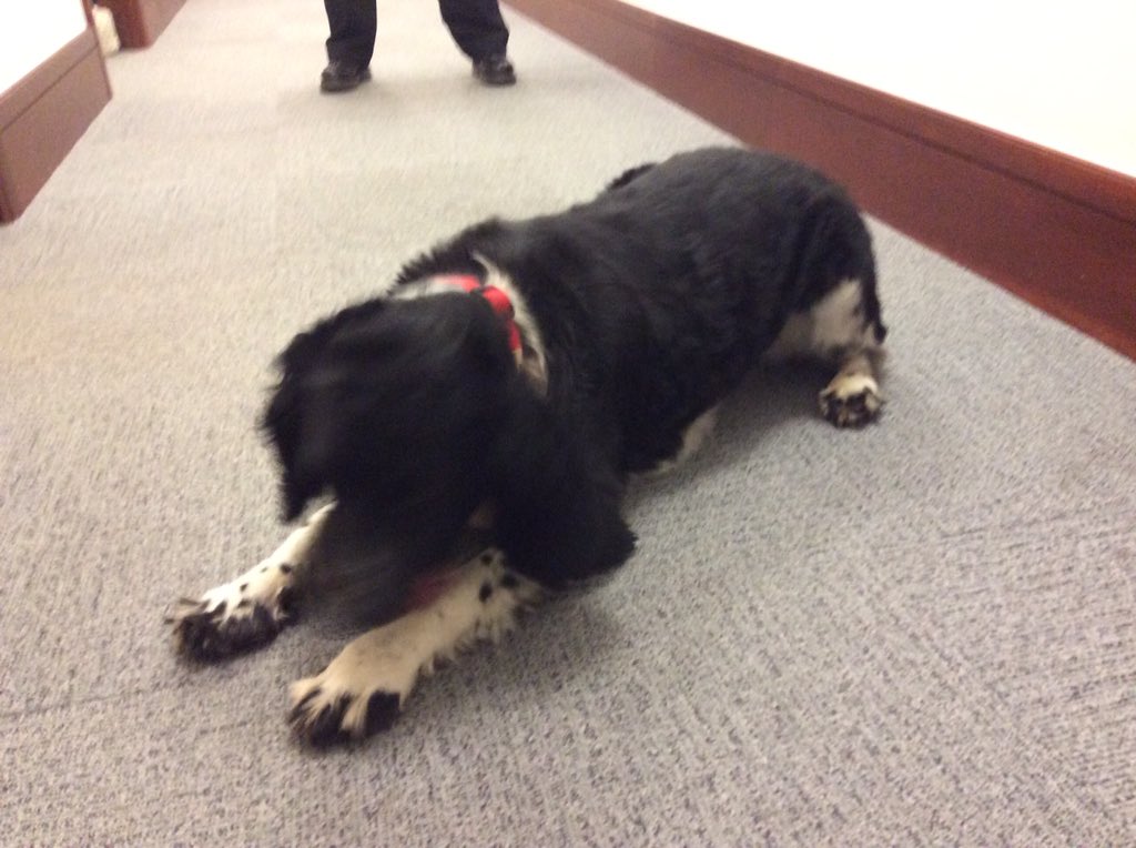 HWFireControl's tweet photo. One of the highlights of our HQ location was the chance to meet more staff from across the Service and hear about what they do. Marley was easily our favourite visitor - even though he failed to bring the customary chocolate biscuits! https://t.co/ghOcz7po2W