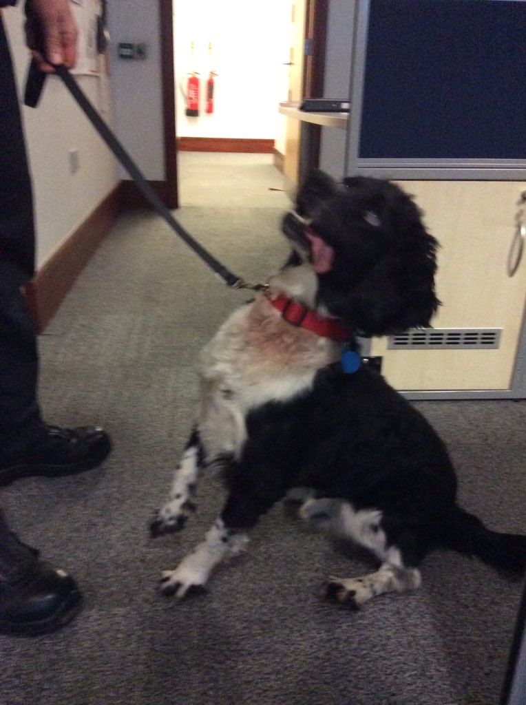 HWFireControl's tweet photo. One of the highlights of our HQ location was the chance to meet more staff from across the Service and hear about what they do. Marley was easily our favourite visitor - even though he failed to bring the customary chocolate biscuits! https://t.co/ghOcz7po2W
