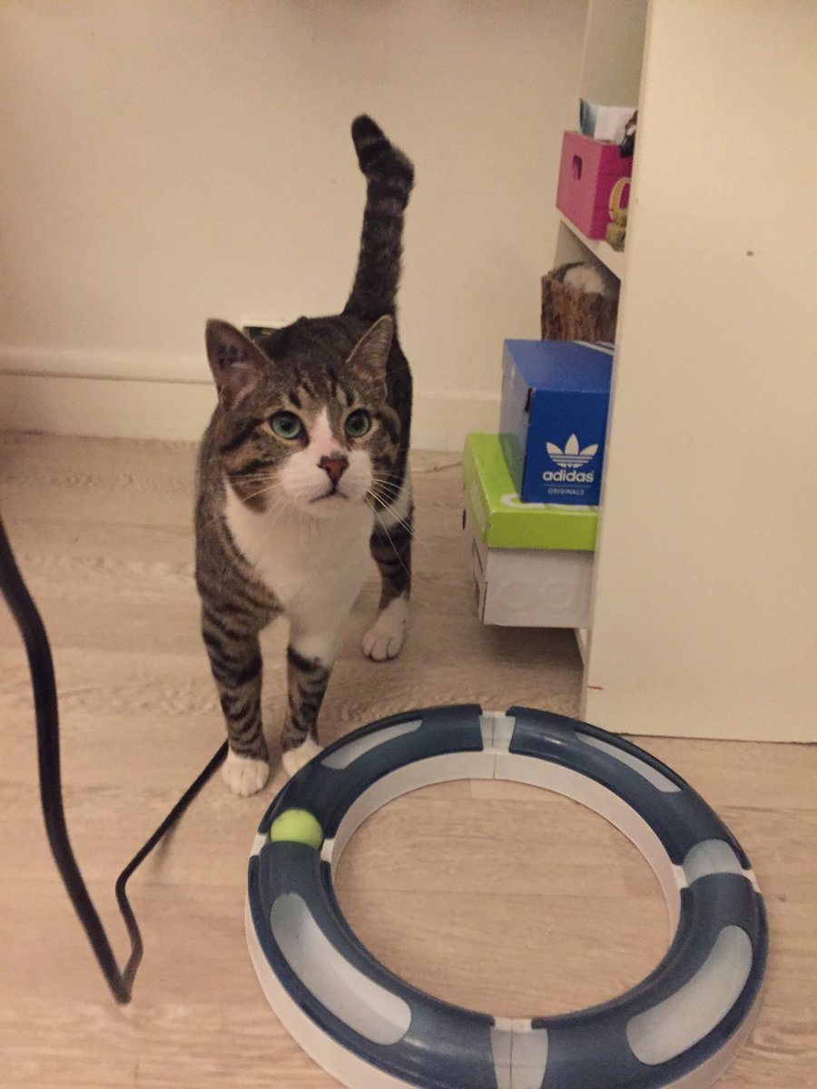 Edouard14503581's tweet photo. J’ai accueilli ce très gentil chat qui s’est perdu dans le quartier de République à #Paris #ChatPerdu 
Merci de RT . Son propriétaire doit le Chercher.
Merci de m’aider en faisant tourner l’info 😻😻 https://t.co/kqmDNcgRMp