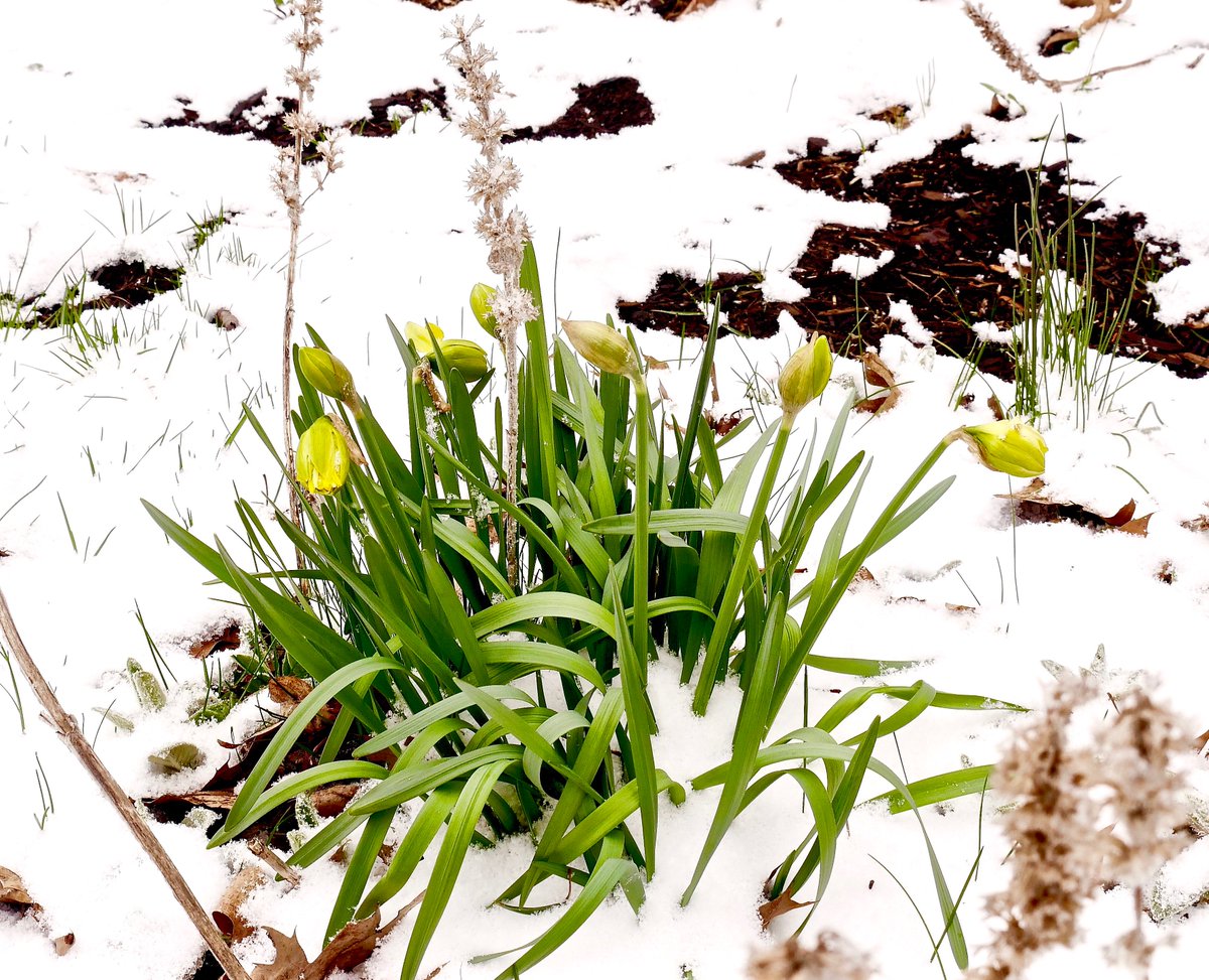 joanellison's tweet photo. #SadDaffodils #SpringIsntHere #AprilInCleveland https://t.co/NDCfvTdUoR