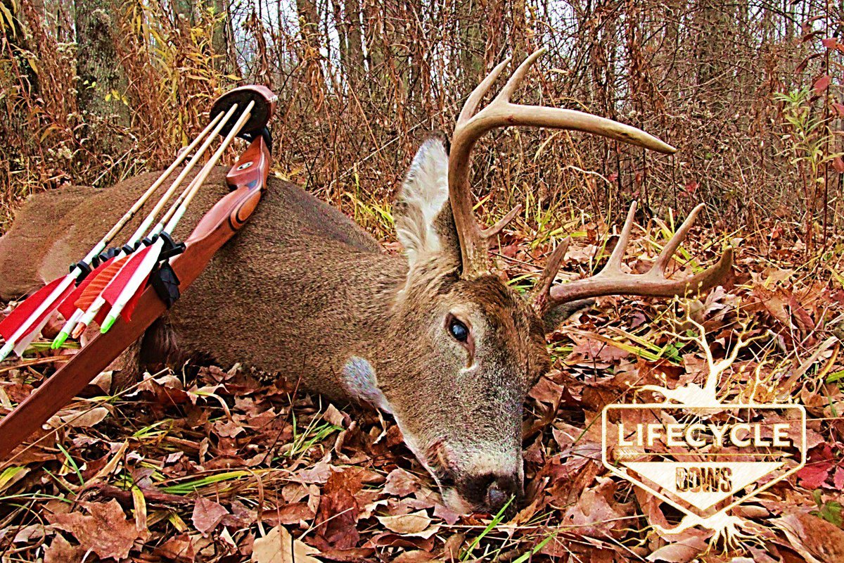 lifecyclegear's tweet photo. Your Forest, Your Bow, Your Adventure! ~ #lifecyclegear #lifecyclebows #traditionalarchery #tradlife #sustainable #sustainability #nativewoods #whitetail #deerhunting #recurvebows https://t.co/DipSNn8dpW