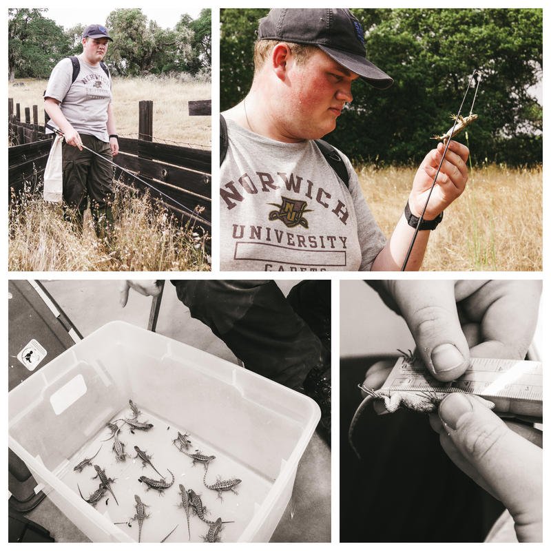 LISTEN: Lizards And Malaria: Norwich Senior Recognized For Research dlvr.it/QPsnrF https://t.co/cjFNnBBTHD