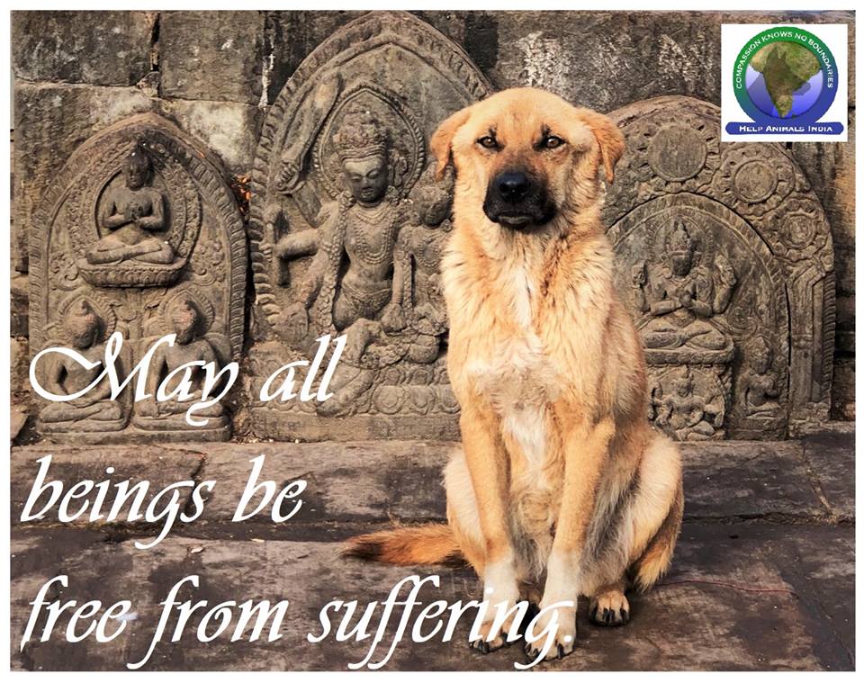 helpanimalindia's tweet photo. https://t.co/1AxNKOZLqA