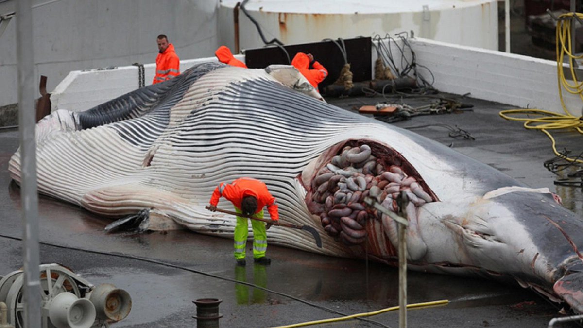 Quad_Finn's tweet photo. Iceland to Resume Hunting Endangered Fin Whales Again after Two-Year Suspension: "We are going to resume commercial whaling because the Japanese bureaucracy seems to have loosened up and the Japanese authorities have listened to us." https://t.co/FKMevGsXsq https://t.co/T0BHUbyAkE