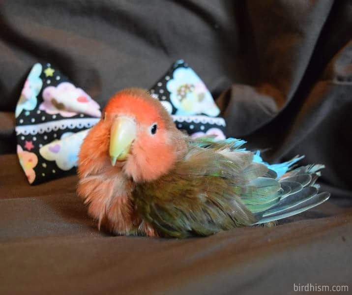 birdhism's tweet photo. My kawaii little guy. https://t.co/5IyXsgM9G4